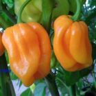 Chili Roatan Pumpkin Habanero Chili Samen