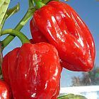 Chili Scotch Bonnet piment graines