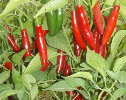 Chili Serrano hot pepper seeds