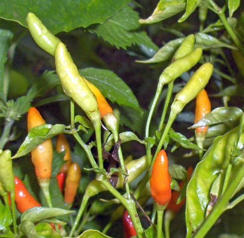 Chili Tabasco hot pepper seeds