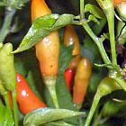 Chili Tabasco piment graines