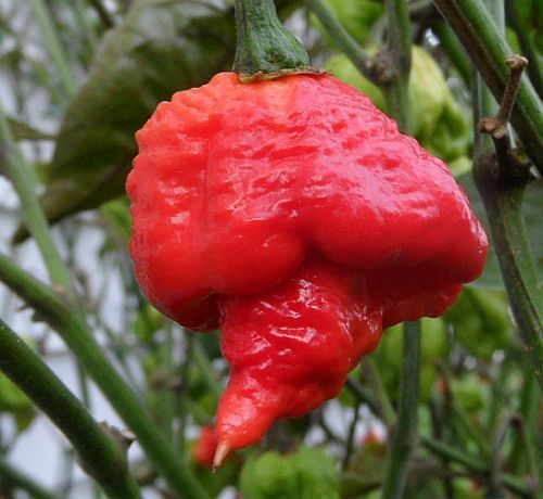 Chili Trinidad 7 Pot Barrackapore hot pepper seeds