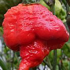 Chili Trinidad 7 Pot Barrackapore piment graines