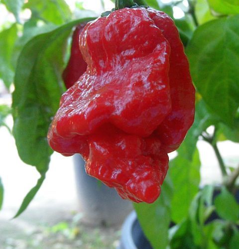 Chili Trinidad 7 Pot Jonah hot pepper seeds