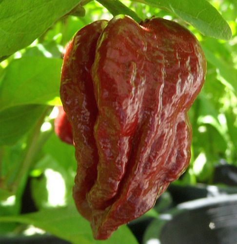 Chili Trinidad Douglah 7 Pot hot pepper seeds