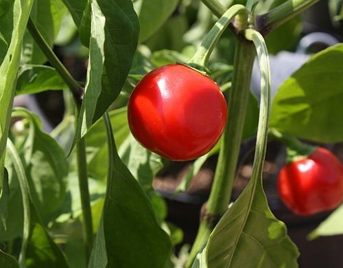 Chili Trinidad Red Hot Cherry hot pepper seeds