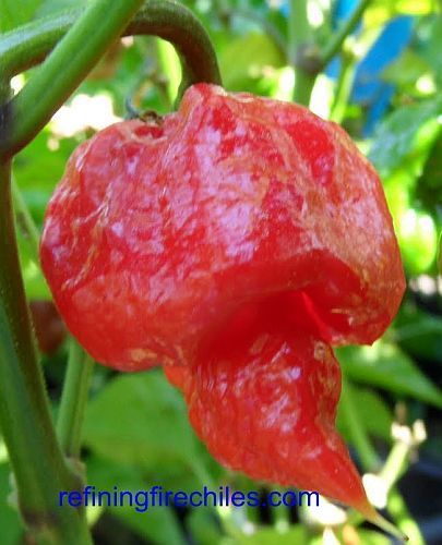Chili Trinidad Scorpion Butch T Strain hot pepper seeds