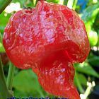 Chili Trinidad Scorpion Butch T Strain piment graines