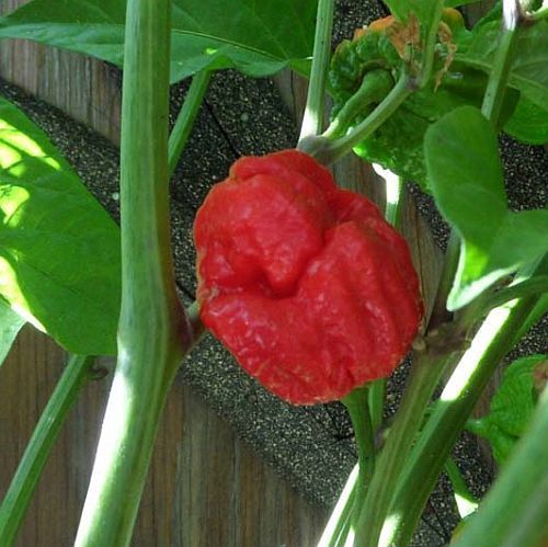 Chili Trinidad Sunrise Scorpion hot pepper seeds