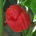 Chili Trinidad Sunrise Scorpion  cемян