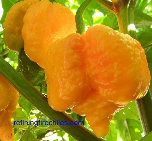 Chili Trinidad Yellow 7 Pod hot pepper seeds