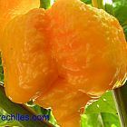 Chili Trinidad Yellow 7 Pod piment graines