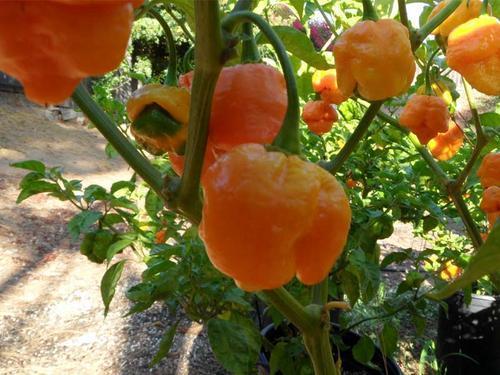 Chili Trinidad Yellow Moruga Scorpion hot pepper seeds