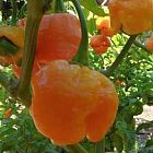 Chili Trinidad Yellow Moruga Scorpion piment graines