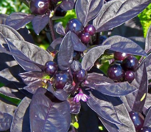 Chilli Black Pearl Medium hot Chili seeds