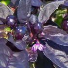 Chilli Black Pearl Chili schwarze Perle Samen