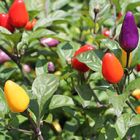 Chilli Chinese 5 Color Chili Pepper Piment 5 couleurs graines