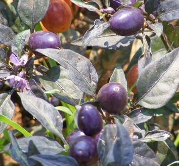 Chilli Hot Pretty Purple Hot Pepper Pretty Purple seeds