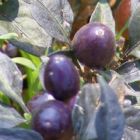 Chilli Hot Pretty Purple  semillas