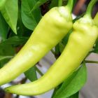 Chilli Hung Yellow Wax Piment Hung Yellow Wax  graines