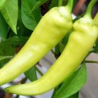 Chilli Hung Yellow Wax  semi