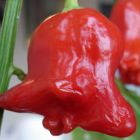 Chilli Min Red Bell Piment Miniature Red Bell graines