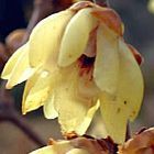 Chimonanthus praecox dulce de invierno semillas