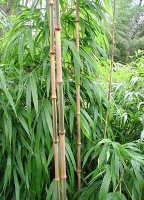 Chimonobambusa quadrangularis square bamboo - Square-stemmed bamboo seeds