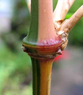 Chimonobambusa quadrangularis square bamboo - Square-stemmed bamboo seeds