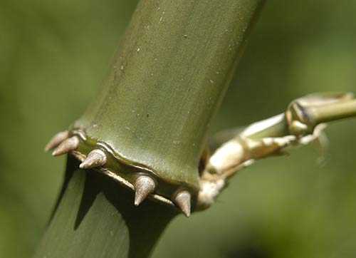 Chimonobambusa quadrangularis square bamboo - Square-stemmed bamboo seeds