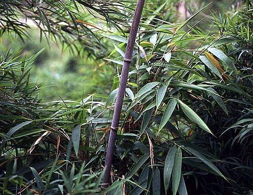 Chimonobambusa yunnanensis black bamboo - cold hardy seeds