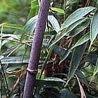 Chimonobambusa yunnanensis bamb? negro semillas