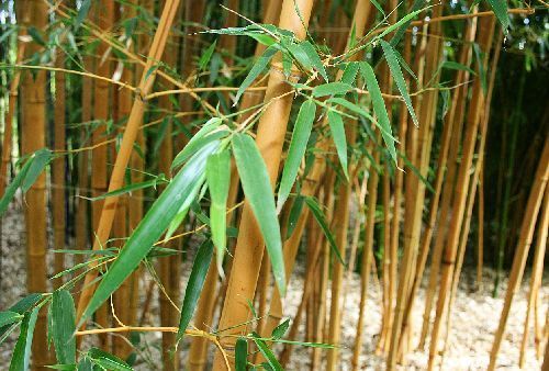 Chimonocalamus delicatus hardy clumping bamboo seeds