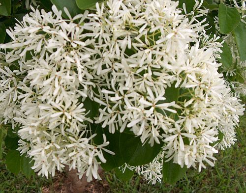 Chionanthus retusus Chinese Fringe tree seeds