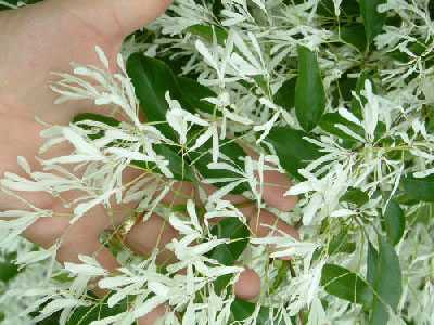 Chionanthus retusus Chinese Fringe tree seeds