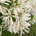 Chionanthus retusus