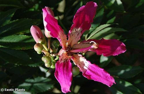 Chorisia speciosa silk floss tree seeds