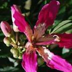 Chorisia speciosa sinonimo: Ceiba speciosa semi