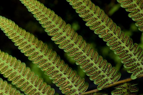 Christella sp fern seeds