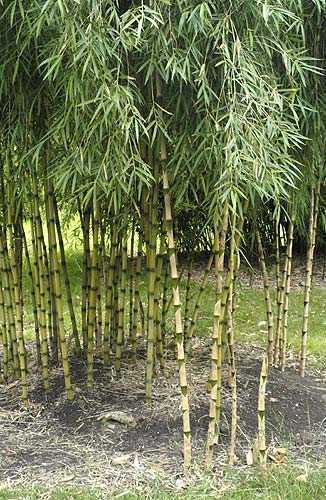 weeping type of plant