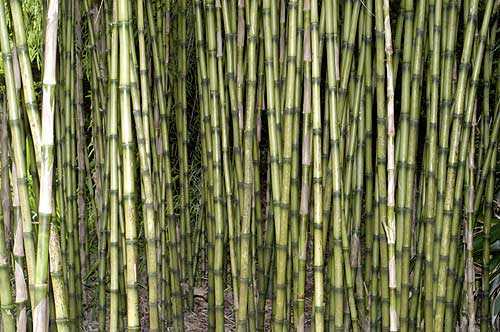 Chusquea culeou Bambu chorão andino - sementes de bambu chileno