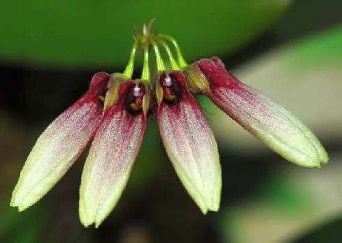 Cirrhopetalum lepidum orchid seeds