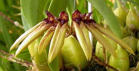 Cirrhopetalum picturatum orchids seeds