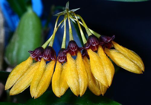 Cirrhopetalum retusiusculum orchid seeds