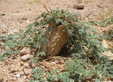 Citrullus ecirrhosus Namib tsamma seeds