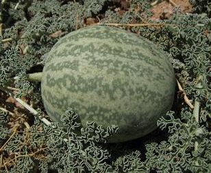 Citrullus ecirrhosus Namib tsamma seeds