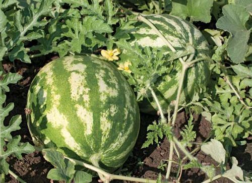 Citrullus lanatus water melon seeds