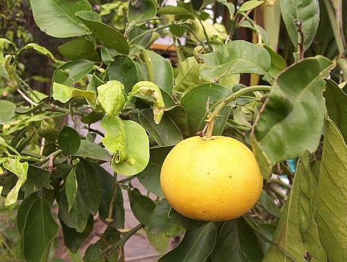 Citrus maxima pomelo seeds