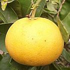 Citrus maxima Pampelmuse Samen