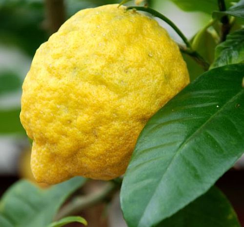 Citrus medica - citron seeds